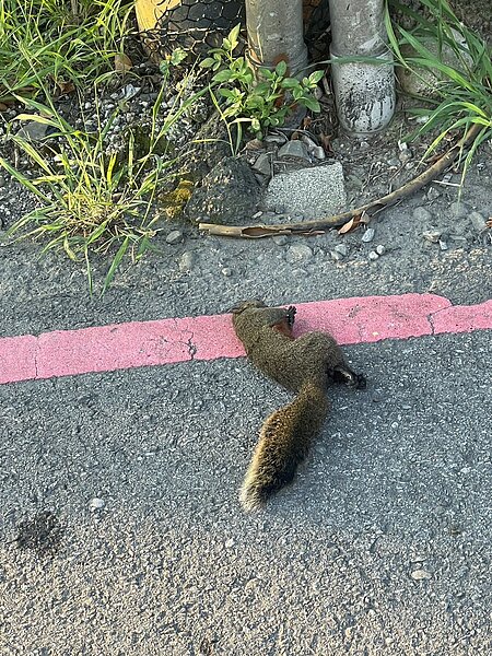 2日桃園中壢、八德地區共4961戶也因松鼠觸碰到電線停電。圖/台電二區處提供