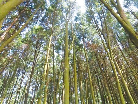 環境部近期以15樹種「異戊二烯」排放率高,易衍生臭氧汙染,向各機關公布不建議種植清單,引起爭議。示意圖為台南某造林地。(本報資料照片)