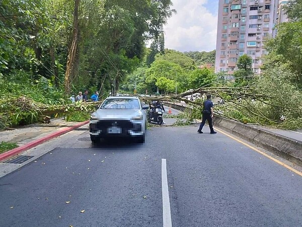 北市文山區辛亥路發生私樹倒塌事件，一度造成道路壅塞，議員指出，從2018到今年6月底已有600多樹倒案件，其中一半以上發生在公園，呼籲市府應加強巡查。圖／北市議員耿葳提供