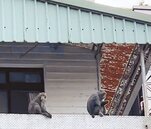 北投獼猴出沒　攀牆爬屋頂擾民