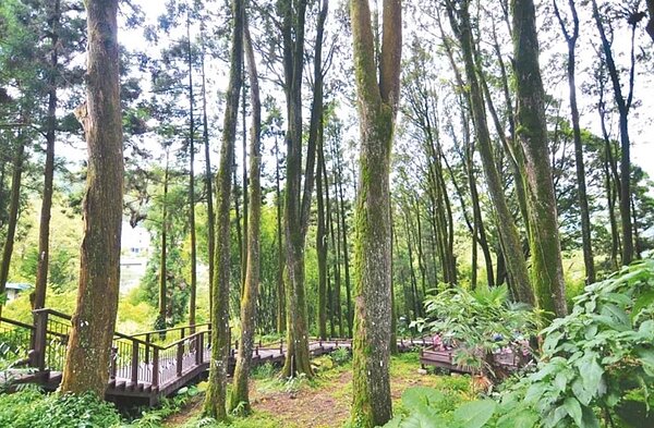 環境部近日公告台灣肖楠等15種樹種,由於會釋放異戊二烯容易衍生臭氧,建議不要種植,但因擔心放大解釋,決定近日廢除公告。圖為奮起湖的肖楠母樹林。圖/嘉義林區管理處提供