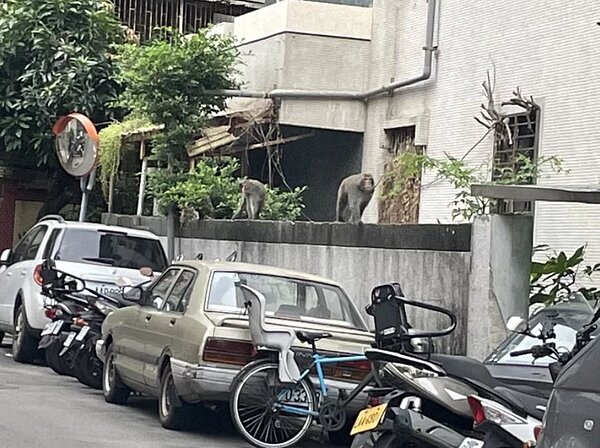 北投區奇岩里許多里民最近都有看到2隻台灣獼猴在里內出現。圖/奇岩里長賴進利提供