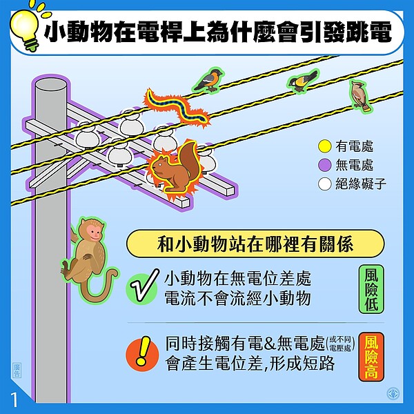 絕不是讓小動物背黑鍋?一張圖看懂跳電真相 台電全說了… 小動物在電桿上為何會引發跳電?圖/截自台電粉絲團