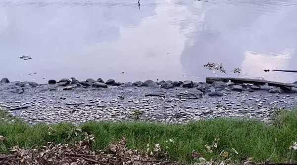 台南市嘉南大圳滿布死魚,環保局通報第六河川分署進行打撈。圖/台南市環保局提供