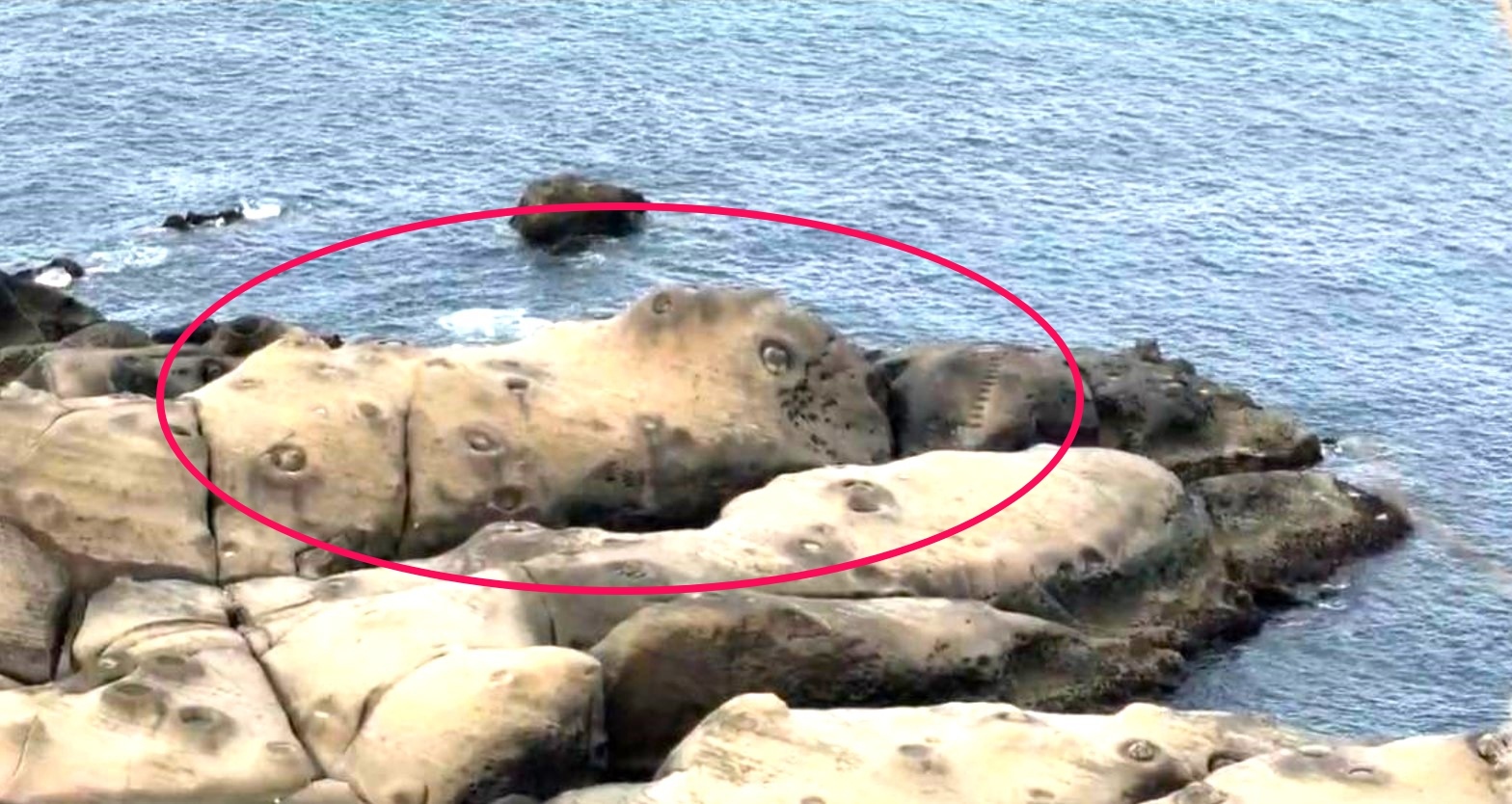 近日有遊客發現在較偏遠的第三區有一顆岩石，看起來像水豚君，趴在岩石堆中似在覓食，模樣十分可愛。記者游明煌／攝影 