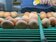 淘汰補助低　蛋農憂價格回升得3年