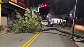 台南大學附設國小人行道路樹突倒地　橫占馬路漏夜移除