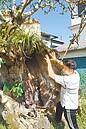 百年老樹遭蟻蛀　太巴塱盼痊癒