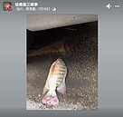 大安信義一級淹水警戒！馬路成黃河「有魚現蹤」　網笑：加菜囉