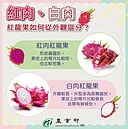 1張圖秒懂紅龍果怎區分紅肉白肉　專家：想要順暢就吃它