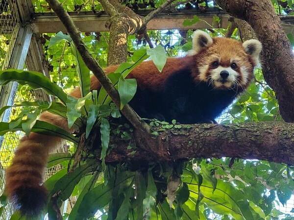 台北市立動物園14歲小貓熊「YaYa」，因雙側大腦、左側腦幹呈現多處水腫病變，造成嚴重腦組織腫脹，不幸病逝。圖／台北市立動物園提供