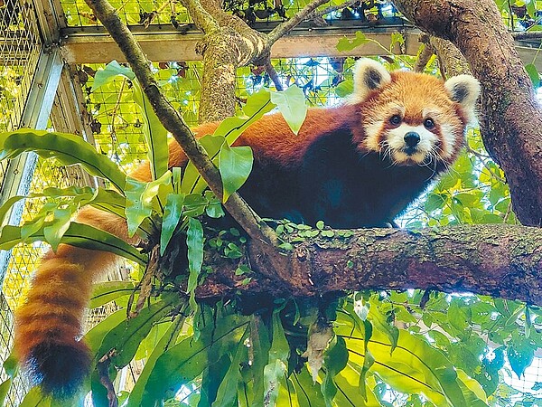 小貓熊「YaYa」雙側大腦、左側腦幹多處水腫病變，12日離世。（台北市立動物園提供／黃敬文台北傳真）