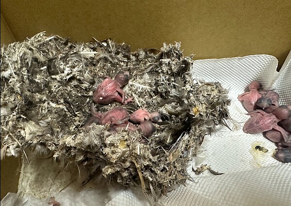 桃園療養院整修外牆時,不慎將建物上的小雨燕鳥巢移除,導致許多雛鳥生命垂危,讓愛鳥人士看了痛心。圖/桃園市野鳥學會提供