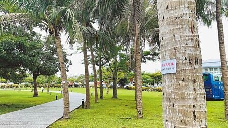 
台東美術館戶外種植數十棵大王椰子樹，樹高十餘公尺，館方設置標語示警，但家長仍憂心椰林緊鄰步道，落葉落果如不定時炸彈，呼籲移除樹木；台東縣政府文化處回應，定期修剪採果，安全無虞。（蕭嘉蕙攝）
