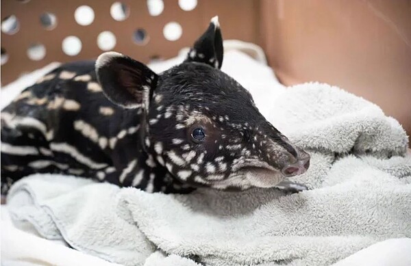 貘寶寶體重7.05公斤,比姐姐「貘花豆」出生時足足重了1.3公斤,體長64公分,頭長22公分,比姐姐稍大一些,出生時間比預產期來的晚,個性頗為淡定,經獸醫檢查外觀都很正常。圖/北市動物園提供