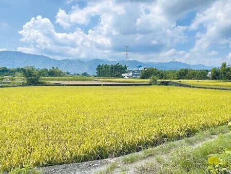 
桃園市龍潭三坑地區不在農田水利署灌區內，農水署桃園管理處將執行灌溉系統建置工程，使用生態工法修繕當地3000公尺水路，解決水源滲漏等問題，預計9月動工、2025年5月完工。（呂筱蟬攝）
