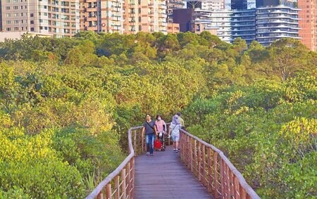 
由於紅樹林擴張能力強大，導致物種多樣性下降並影響當地防洪，不少地方政府早已開始移除作業。圖為淡水紅樹林生態步道，民眾正在散步乘涼。（范揚光攝）
