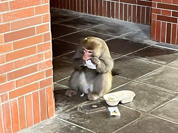 為遏止「獼猴搶案」,國立中山大學試辦半年獼猴版「犯罪被害補償金」計畫即將結束,總計17人申請,學生均拍下現行犯搶奪餐點後大快朵頤的照片,當天領到百元賠償。據統計,便利商店前、停車場食物及飲料容易曝光,是獼猴主要搶奪熱區。圖/取自臉書社團「中山大小事」、袁庭堯高雄傳真