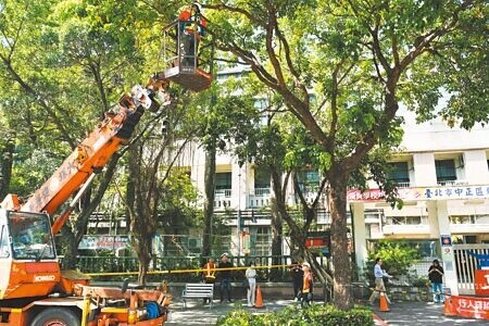 
隨著凱米颱風逼近，北市府正全力做好防颱準備。公園處22日在中正區東門國小旁人行道進行防颱樹木修剪。（實習攝影記者劉偉宏攝）
