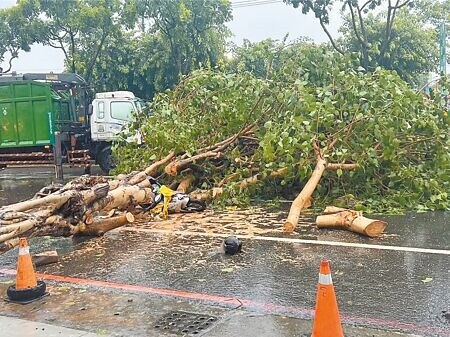 
24日高市鳳山區一處路樹倒塌，不幸壓死一婦人。森林城市協會理事長莊傑任質疑，恐怕是人行道重新刨鋪過程將樹木斷根，才會造成後續倒塌。（本報資料照片）
