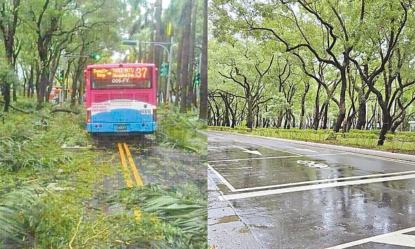 強颱凱米襲台,網路25日流傳公車因倒塌樹木、葉片、樹枝困在台北市仁愛路上的照片(左),甚至指稱是「今天的台北市」,不過經北市公園處確認後,該張照片為2016年蘇迪勒颱風災情舊照,並非現實仁愛路情況(右)。(台北市公園處提供/丁上程台北傳真)