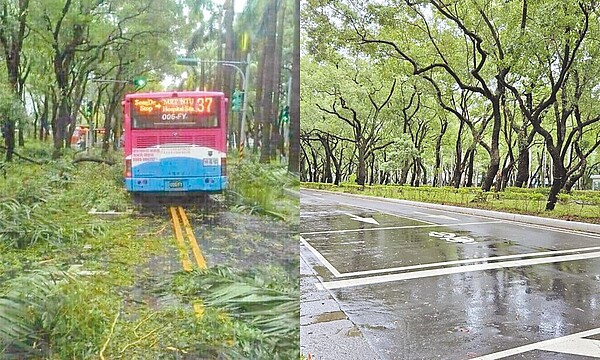 強颱凱米襲台，網路25日流傳公車因倒塌樹木、葉片、樹枝困在台北市仁愛路上的照片（左），甚至指稱是「今天的台北市」，不過經北市公園處確認後，該張照片為2016年蘇迪勒颱風災情舊照，並非現實仁愛路情況（右）。（台北市公園處提供／丁上程台北傳真）