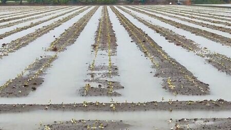 
凱米颱風帶來強風豪雨，彰化縣仍有半數農田泡在水中，初估彰化縣農損已高達3億元以上。（孫英哲攝）
