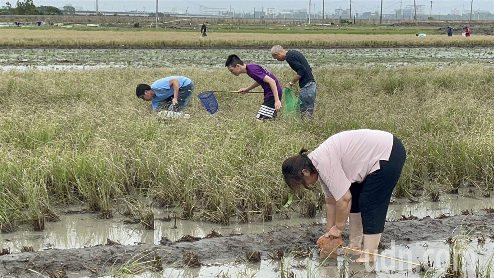 萬丹鄉廈南村高屏溪畔的農田今日出現許多泰國蝦，全都是附近蝦農的養殖池水滿後流出來的，許多人到農田內抓蝦。記者劉學聖／攝影 