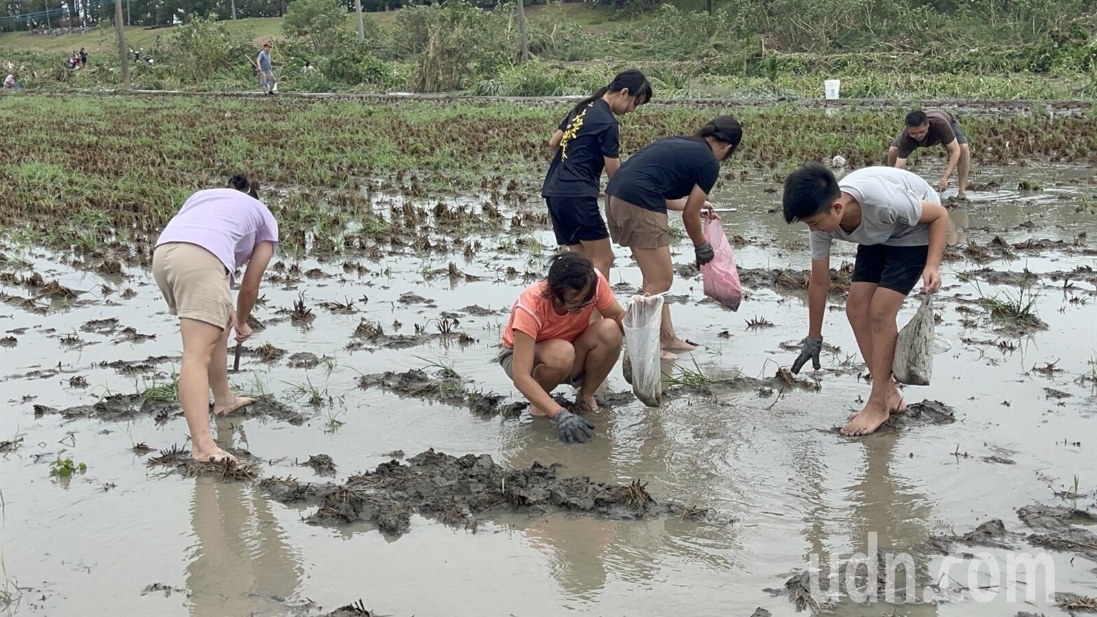 萬丹鄉廈南村高屏溪畔的農田今日出現許多泰國蝦，全都是附近蝦農的養殖池水滿後流出來的，許多人到農田內抓蝦。記者劉學聖／攝影 
