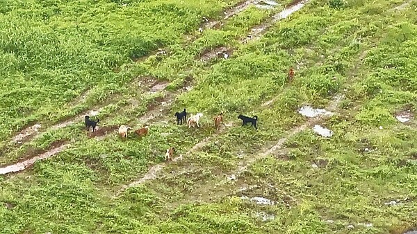 新北市遊蕩犬民眾通報熱區有淡水、林口重劃區等，圖為林口重劃區的遊蕩犬。圖／新北市動保處提供