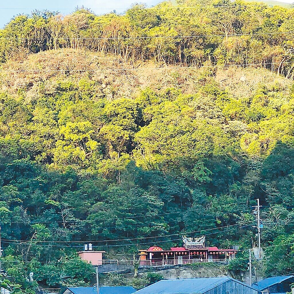 新北市猴硐1處水土保持地樹木驚傳遭台電砍光。圖/弓橋里長朱靜琪提供、賀培晏新北傳真