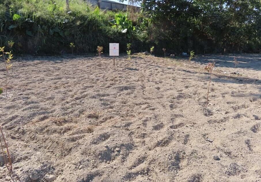 南投縣草屯鎮頂坎段的2筆農地總面積約608坪,合併拍賣後每坪起標價不到2萬元。圖/執行署彰化分署提供