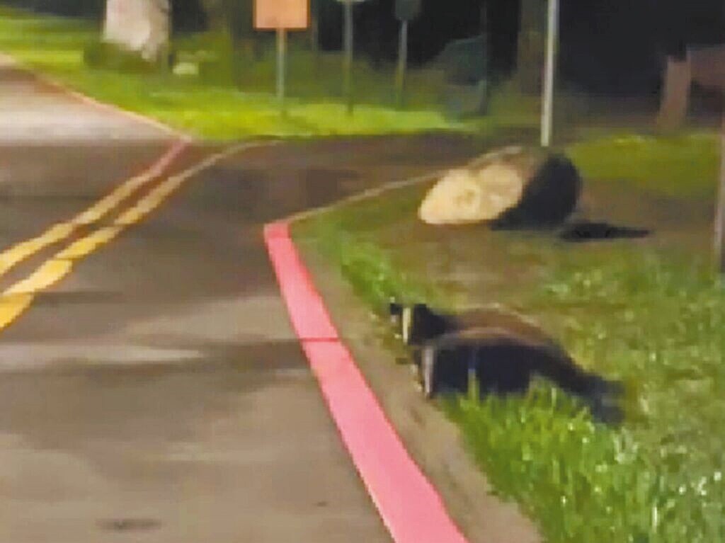 有民眾在桃園大溪月眉人工溼地發現白鼻心現蹤,展現月眉溼地兼具淨化水質、友善生態等多元價值。(桃園市水務局提供/呂筱蟬桃園傳真)