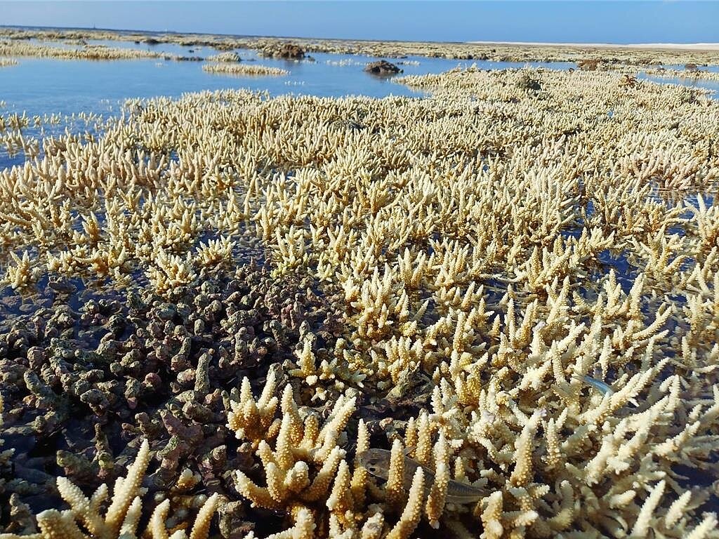 珊瑚白化擴及澎湖吉貝嶼,潮間帶上的軸孔珊瑚在凱米颱風過後一片白。圖/莊德添提供、許逸民澎湖傳真