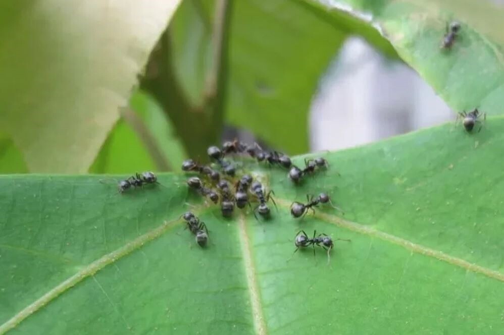 新竹市產發處表示,隨著氣候變遷,近年琉璃蟻影響範圍逐漸擴大,目前新竹科學園區及新竹縣、市交界處面臨琉璃蟻肆虐的危機。圖/新竹市政府提供