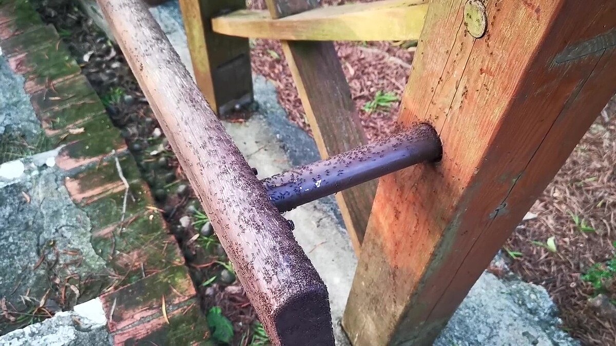 近來有民眾發現步道上有大量螞蟻出沒,連樹上、椅子、扶手全是螞蟻。圖/取自臉書新竹大小事