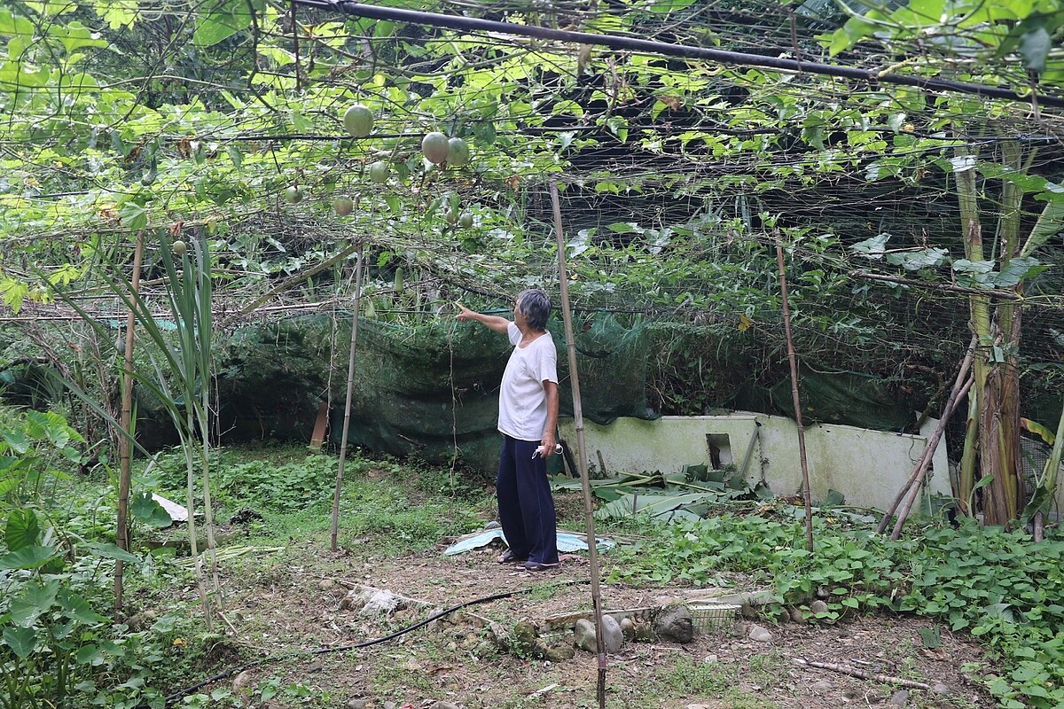 沒電也能活!15年來第一次吹電風扇 新店74歲「山頂奇人」揭身世 阿雄在山區窩居處種了百香果等蔬果。圖/新北社會局提供