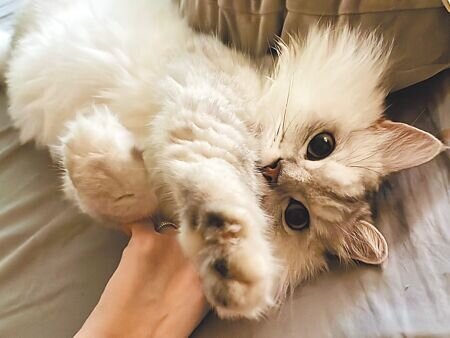 桃園市動保處於8日上午10時至下午3時免費替寵物施打寵物晶片、狂犬病疫苗及寵物基本理學健康檢查。(姜霏攝)