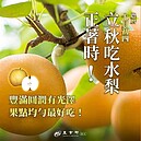 立秋食水梨「正著時」！專家教你怎麼挑選