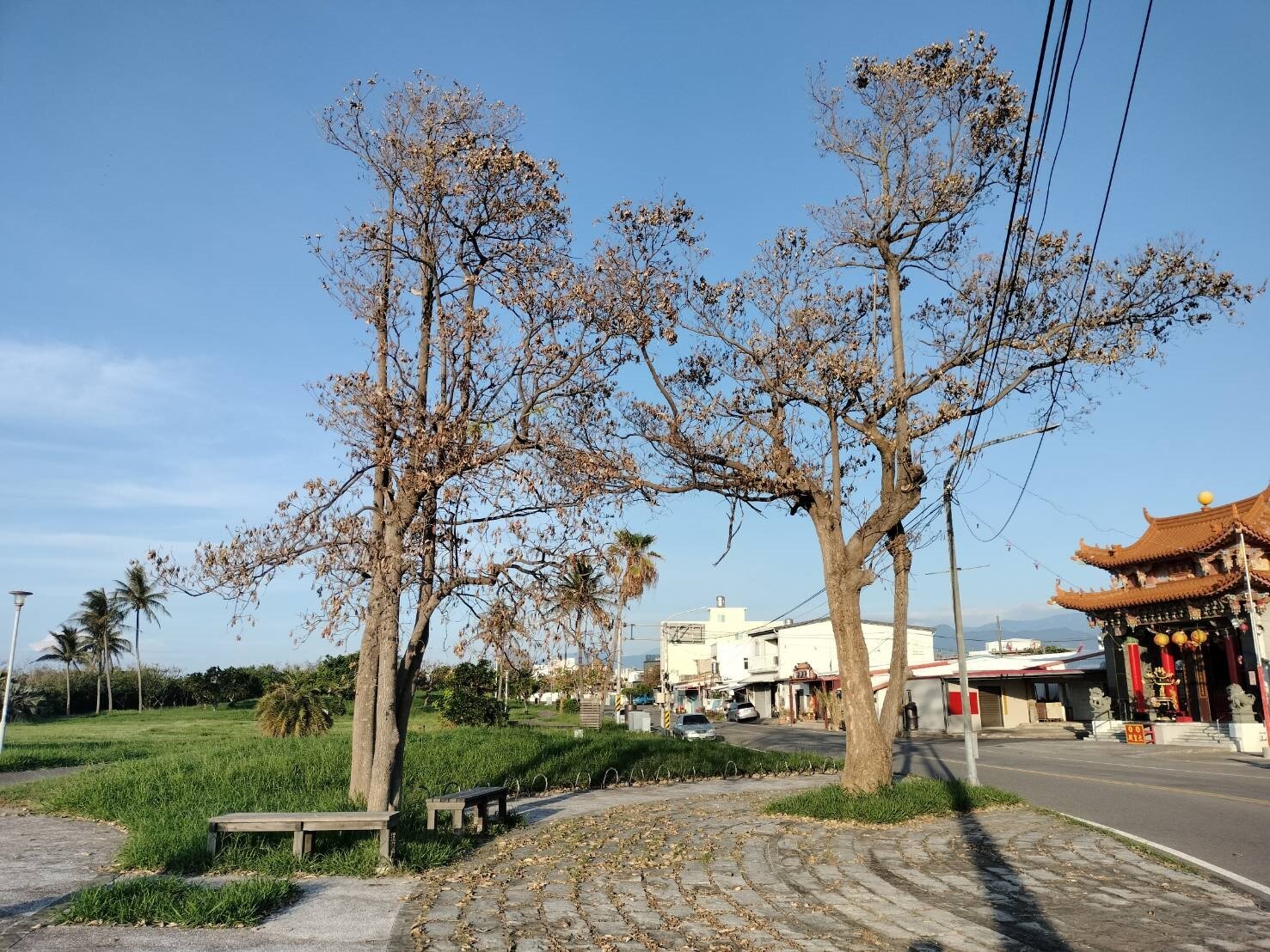 台東市知名景點海濱公園與國際地標,近日民眾發現數十棵生長超過20年的樹木不明原因樹葉乾枯凋萎、幾乎瀕臨死亡,懷疑遭人下毒手。記者尤聰光/攝影