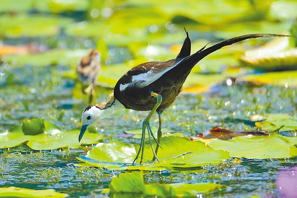 台南水雉生態教育園區9日公布2024年台南地區水雉夏季調查結果,9成鳥窩雖遭凱米颱風掃掉,但測得水雉數量仍達1664隻,較去年同期增加5隻。(胡嘉哲提供/寶智華台南傳真)