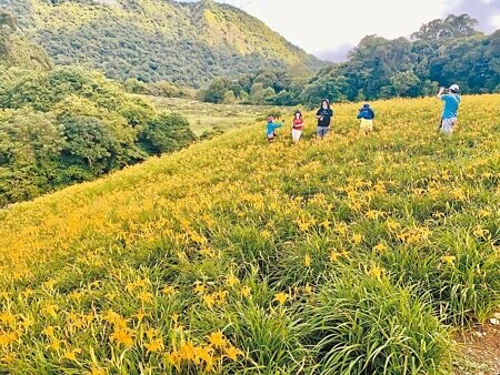 
花蓮縣玉里鎮赤科山、富里鄉六十石山金針花季10日開跑，山區金針花陸續綻放。（王志偉攝）
