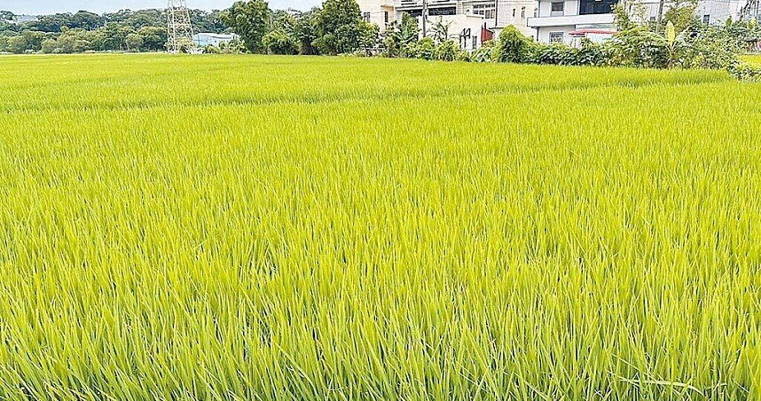 稻農指出,智慧農業感監測系統負擔較大,且多數稻農為1年1期收成,不願花錢建置新系統。圖/桃園市農業局提供