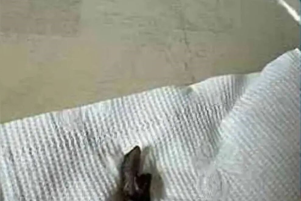 台中一名女子到飲料店買珍珠紅茶喝,咬斷飲料中小蜥蜴,只剩半截。圖/取自Line群組