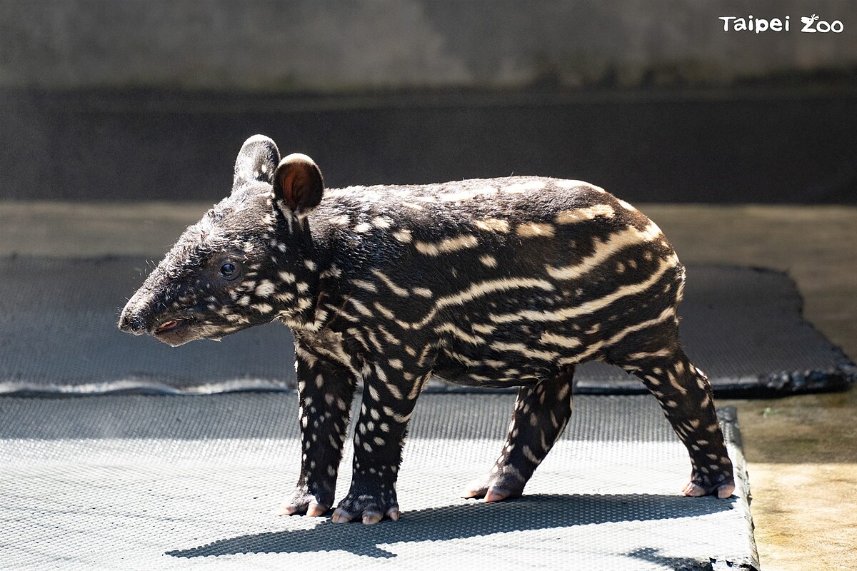 小貘命名揭曉，保育員提名莉姆路出線。圖／臺北市立動物園提供
