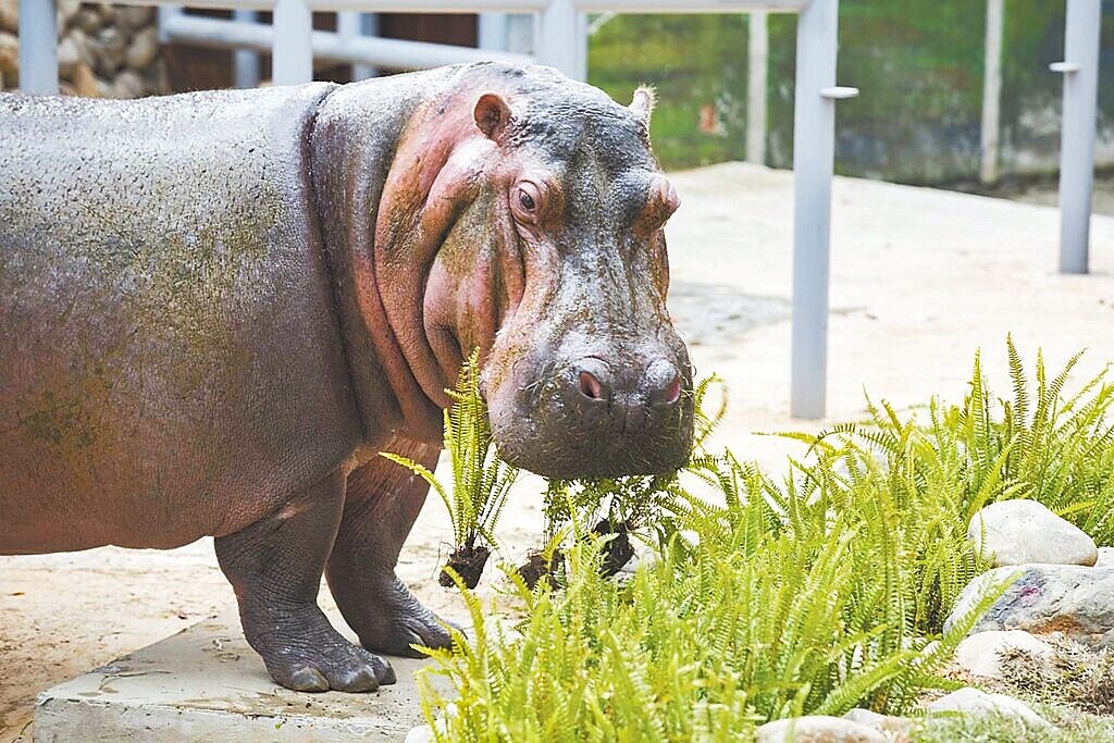 新竹市立動物園「河馬樂樂」是動物園的人氣王，近日遭民眾餵食洋芋片，動物園已報警協尋該男子，後續將交由相關單位依《動保法》處理。圖／新竹市政府提供、王惠慧新竹傳真