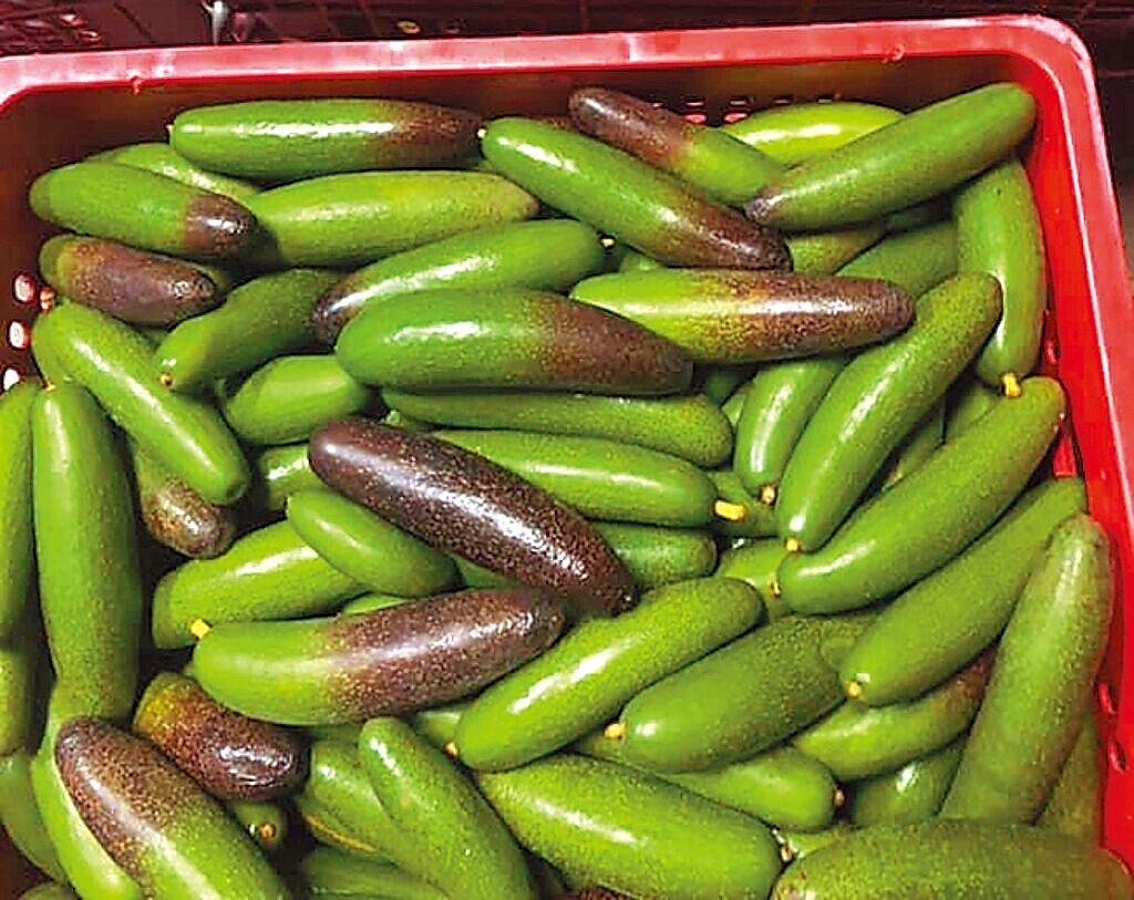 凱米颱風過境已3周,山區仍持續性降雨,授粉不全的黑美人品種酪梨有如小黃瓜,果農李文田只送不賣。圖/李文田提供、寶智華台南傳真