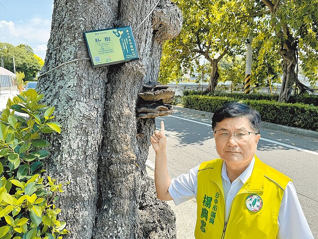 台中市市議員楊典忠17日指出，清水區鎮平庄橋江北街路邊有3棵百年老朴樹，去年其中1棵樹皮表面出現真菌黑色塊，另1棵朴樹近來被發現長出一大朵蕈菇，恐亦受真菌感染，呼籲市府農業局請樹醫生來診斷。圖／市議員楊典忠服務處提供