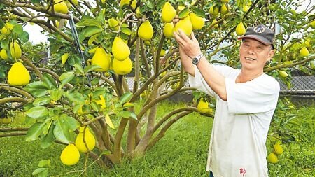 台南市麻豆區文旦今年因風災耗損總量約2成,出現搶購潮。果農林建良9萬台斤文旦已被預訂9成以上。(寶智華攝)