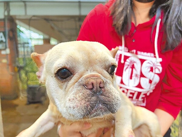 宜蘭縣1處犬隻繁殖場經營不善，棄養數十隻所繁殖的法國鬥牛犬，有些狀況極差未能救活，其餘經宜蘭縣動植物防疫所照顧後恢復健康，已全數由民眾認養。（宜蘭縣動植物防疫所提供／吳佩蓉宜蘭傳真）